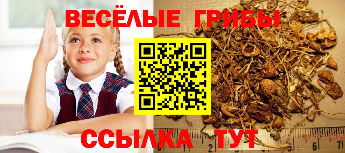 Галлюциногенные грибы GOLDEN TEACHER  Псилоцибиновые грибы Psilocybine cubensis  Шарыпово  Вход с VPN 